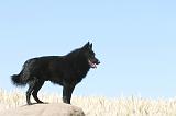 SCHIPPERKE 108